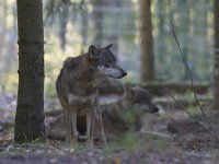 Canis lupus 41, Wolf, Saxifraga-Mark Zekhuis