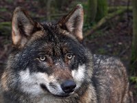 Canis lupus 49, Wolf, Saxifraga-Hans Dekker