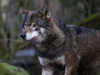 Canis lupus 68, Wolf, Saxifraga-Bart Vastenhouw