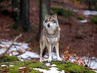Canis lupus 79, Wolf, Saxifraga-Bart Vastenhouw