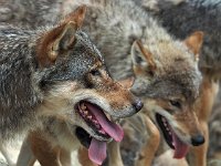 Canis lupus 87, Wolf, Saxifraga-Hans Dekker