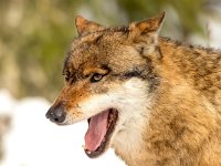 Canis lupus 94, Wolf, Saxifraga-Bart Vastenhouw