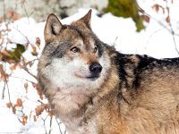 Canis lupus 95, Wolf, Saxifraga-Bart Vastenhouw