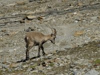 Capra ibex 46, Alpensteenbok, Saxifraga-Willem van Kruijsbergen