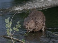 Castor fiber, Beaver