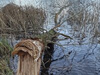 Poplar tree gnawed down by European beaver (Castor fiber)  Poplar tree gnawed down by European beaver (Castor fiber) : poplar, populus, gnaw, grawed down, beaver, european beaver, castor fiber, animal, animals, fauna, wildlife, mammal, wild animal, water, trunk, track, tracks, bite, branch, branches, winter, wintertime, alblasserdam, south holland, netherlands, dutch, holland, europe, european, alblasserwaard, outside, outdoor, outdoors, no people, nobody, nature, natural