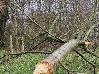Apple  tree gnawed down by European beaver (Castor fiber)  Apple tree gnawed down by European beaver (Castor fiber) : apple tree, tree, gnaw, grawed down, beaver, european beaver, castor fiber, animal, animals, fauna, wildlife, mammal, wild animal, water, trunk, track, tracks, bite, branch, branches, winter, wintertime, alblasserdam, south holland, netherlands, dutch, holland, europe, european, alblasserwaard, outside, outdoor, outdoors, no people, nobody, nature, natural