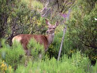 Cervus elaphis iberica 202, Saxifraga-Sytske Dijksen