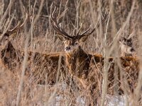 Cervus elaphus 194, Edelhert, male, Oostvaardersplassen, Saxifraga-Theo Verstrael