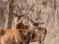 Cervus elaphus 195, Edelhert, male, Oostvaardersplassen, Saxifraga-Theo Verstrael