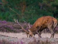 Cervus elaphus 69, Edelhert, Saxifraga-Rik Kruit