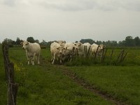 Charolais Cow 1, Saxifraga-Jan Nijendijk