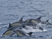 Delphinus delphis 1, Gewone dolfijn, Saxifraga-Rik Kruit