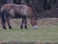 Przewalskipaard  Przewalskipaard te Lelystad : Equus ferus przewalskii