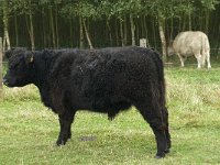 Galloway cattle 1, male, Saxifraga-Jan van der Straaten
