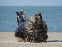 Halichoerus grypus 223, Grijze zeehond gespeende pup, Saxifraga-Ed Stikvoort : grijze zeehond pup Renesse