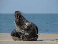 Halichoerus grypus 225, Grijze zeehond gespeende pup, Saxifraga-Ed Stikvoort : grijze zeehond pup Renesse