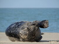 Halichoerus grypus 226, Grijze zeehond gespeende pup, Saxifraga-Ed Stikvoort : grijze zeehond pup Renesse