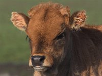 Heck Cattle, Bos Taurus