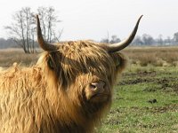 Highland Cattle 1, Schotse hooglander, Saxifraga-Hans Dekker