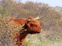 Highland Cattle 28, Schotse hooglander, Saxifraga-Piet Munsterman