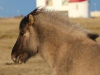 Icelandic horse 1, Saxifraga-Bart Vastenhouw