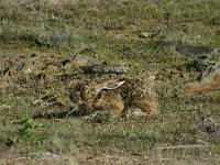 Lepus granatensis, Iberian Hare
