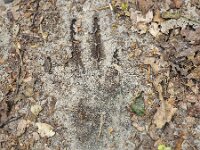 Track of Badger (Meles meles) on sandy path  Track of Badger (Meles meles) on sandy path : Meles meles, sandy, path, foot, 4, four, toe, toes, leaf, leaves, animal, animals, fauna, wildlife, mammal, wild animal, nature, natural, single animal, wild, evertebrate, zoology, biology, summer, summertime, no people, nobody, outside, outdoor, outdoors, trac, badger