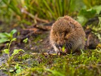 Vield vole (Microtus agrestis)  Vield vole (Microtus agrestis)  eating root : Microtus, agrestis, animal, biology, brown, close-up, color, countryside, cute, eat, eating, ecology, fauna, feed, feeding, field, food, forage, grass, green, habitat, mammal, mouse, natural, nature, pest, rodent, small, sweet, uk, vole, wild, wildlife