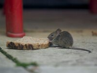 Mus musculus 2, Huismuis, Saxifraga-Luc Hoogenstein  Een huismuis geniet van een boterham op het balkon : slice of bread, mammal, balkon, stadsnatuur, street, The Netherlands, huismuis, zoogdier, city, muis, mouse, city nature, Nederland, Lunetten, stad, brood, boterham, balcony, animal, bread, dier, house mouse, utrecht, straat, mus musculus