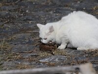 Mustela nivalis 12, wezel, Kat doodt Wezel, Saxifraga-Peter Meininger