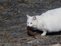 Mustela nivalis 13, wezel, Kat doodt Wezel, Saxifraga-Peter Meininger