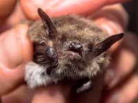 head of bat (Myotis Dasycneme) caught for research : Myotis, Netherlands, animal, attack, background, bat, bats, biodiversity, black, blood, brown, cave, cavern, close, cute, dark, dasycneme, environment, fauna, fear, fly, freaky, frightened, hand, holding, horror, little, macro, mammal, monster, mother, night, protect, research, researcher, scared, scream, small, spooky, superstition, terror, up, vampire, wild, wilderness, wildlife, wing, wings