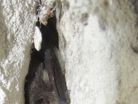 Myotis mystacinus 8, Baardvleermuis, Saxifraga-Mark Zekhuis