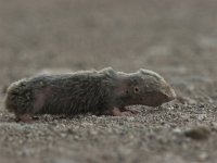 Nanospalax leucodon, Lesser Mole-Rat