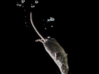 Foraging Water Shrew, a Rare Aquatic Mammal isolated on black  Aquatic Animal Watershrew (neomys fodiens), Mouse diving on it's search for Food : Eurasian, adorable, animal, aquarium, aquatic, background, black, clipping, cut, cute, dive, diving, environment, fauna, fodiens, foraging, grassland, grey, isolated, lake, mammal, mouse, natural, nature, neomys, out, path, pollution, pond, pool, river, rodent, rubbish, shrew, small, stream, submersed, swim, swimming, underwater, venomous, water, wild, wildlife