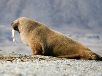 Odobenus rosmarus 10, Walrus, Saxifraga-Bart Vastenhouw