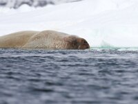 Odobenus rosmarus 16, Walrus, Saxifraga-Bart Vastenhouw