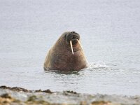 Odobenus rosmarus 25, Walrus, Saxifraga-Bart Vastenhouw