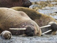 Odobenus rosmarus 27, Walrus, Saxifraga-Bart Vastenhouw