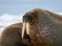 Odobenus rosmarus 3, Walrus, Saxifraga-Bart Vastenhouw
