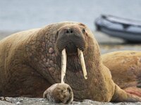 Odobenus rosmarus 34, Walrus, Saxifraga-Bart Vastenhouw