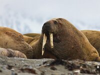 Odobenus rosmarus 44, Walrus, Saxifraga-Bart Vastenhouw