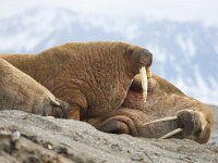 Odobenus rosmarus 46, Walrus, Saxifraga-Bart Vastenhouw