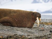 Odobenus rosmarus 48, Walrus, Saxifraga-Bart Vastenhouw