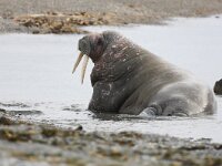 Odobenus rosmarus 50, Walrus, Saxifraga-Bart Vastenhouw
