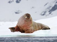 Odobenus rosmarus 62, Walrus, Saxifraga-Bart Vastenhouw