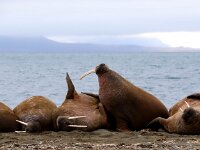 Odobenus rosmarus 77, Walrus, Saxifraga-Bart Vastenhouw