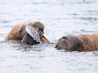 Odobenus rosmarus 80, Walrus, Saxifraga-Bart Vastenhouw