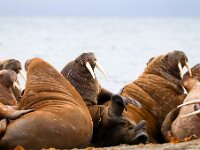 Odobenus rosmarus 81, Walrus, Saxifraga-Bart Vastenhouw